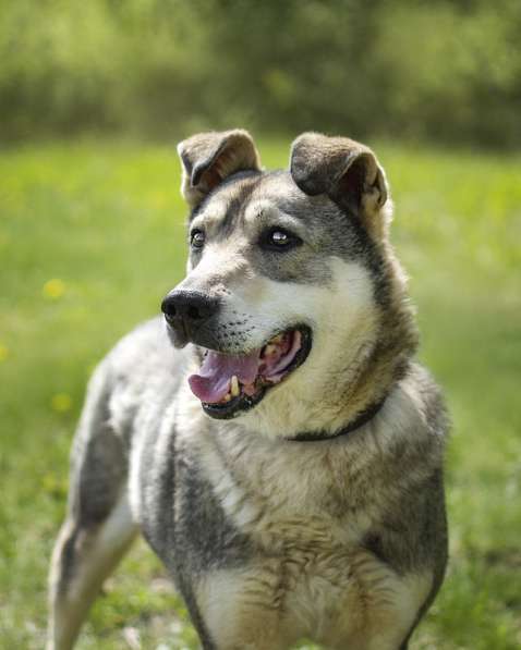 Милый оптимист Джек ищет дом в Москве фото 14