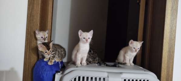 Бенгальский котенок в Калининграде фото 8