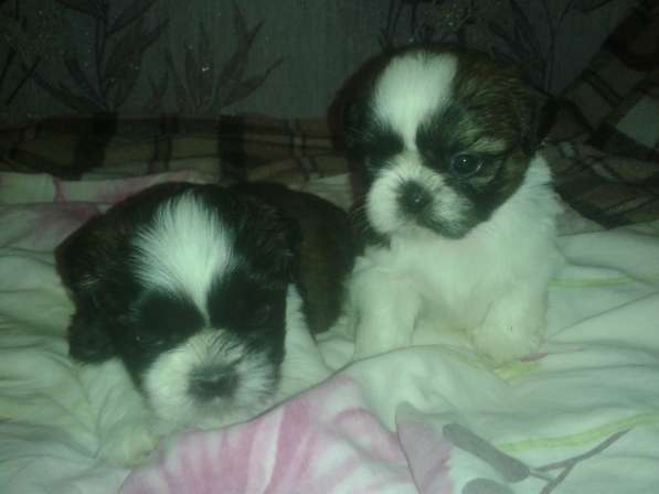 Щенки Ши-тцу в Истре фото 14