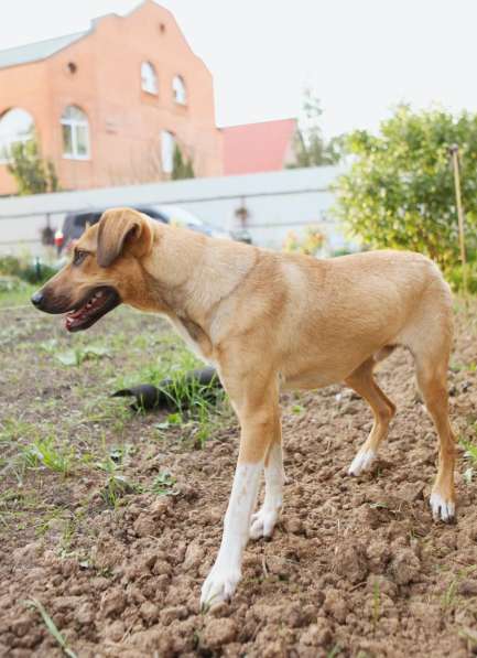 Ищу Дом для Скуби Ду в Москве фото 11