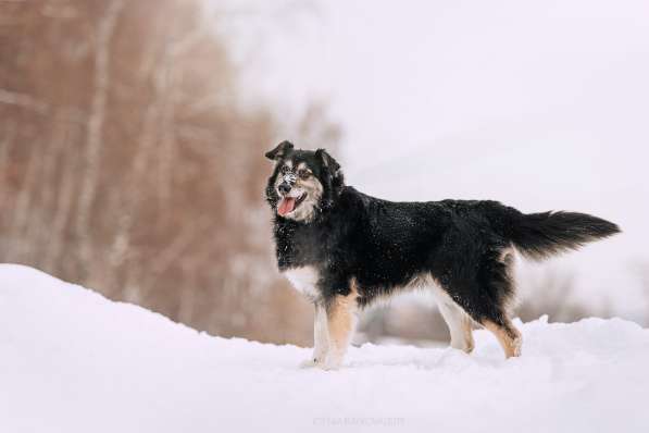 Пушистая весёлая Дакота ищет семью в Москве фото 14