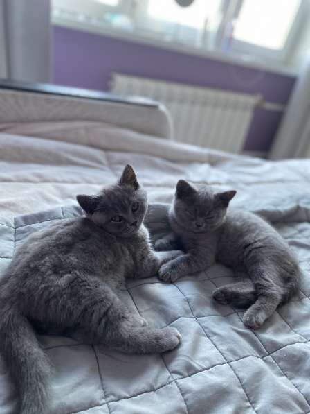 Шотландские плюшевые котята в Москве фото 12