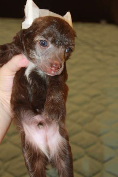 Пуховый мальчик кхс в Москве фото 14