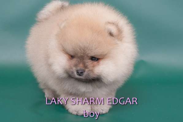 ЛАКИ ШАРМ ЭДГАР (померанский карликовый шпиц) в фото 19