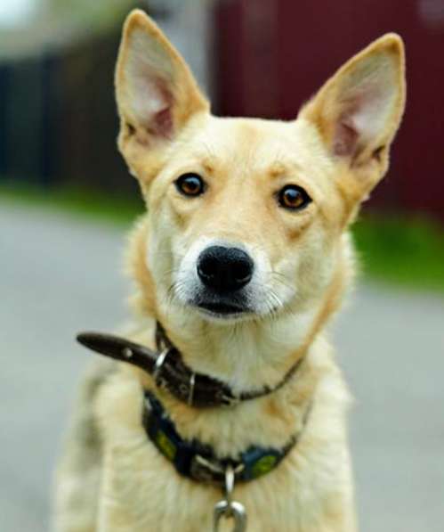 2-летняя Элли ждёт своих мампап в Москве фото 4