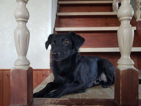 Маленькая собачка Боня ищет семью! в Москве фото 9