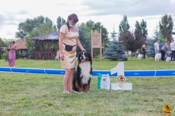 Щенки Бернского Зенненхунда от родителей Чемпионов в Краснодаре фото 5