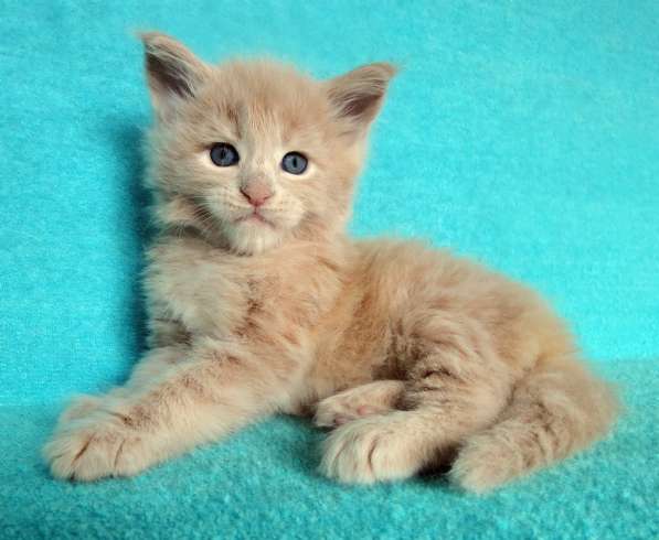 Апельсинки к Новому Году в Рязани фото 85