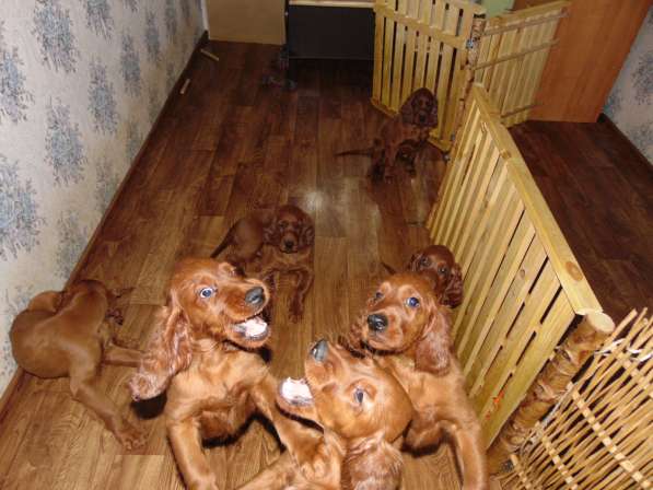 Продажа щенков ирландского красного сеттерп в Мурманске фото 5