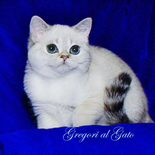 Эксклюзивная плюшевая Тереза фиалковые глазки в Москве фото 4