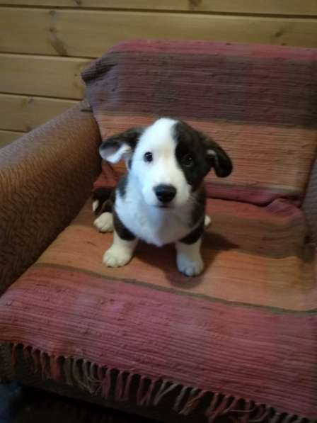 Щенки вельш корги кардиган в Москве фото 22