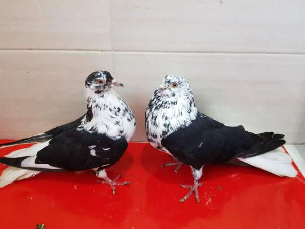 Продам голубей порода Ростовские Статные в фото 14