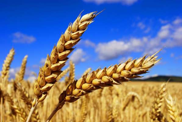 Пшеница в Нижнем Новгороде