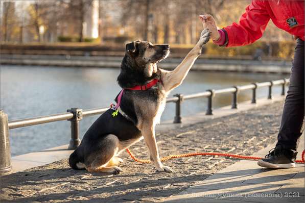 Ласка - дружелюбная, совершенно неконфликтная мудрая собака в Москве фото 24