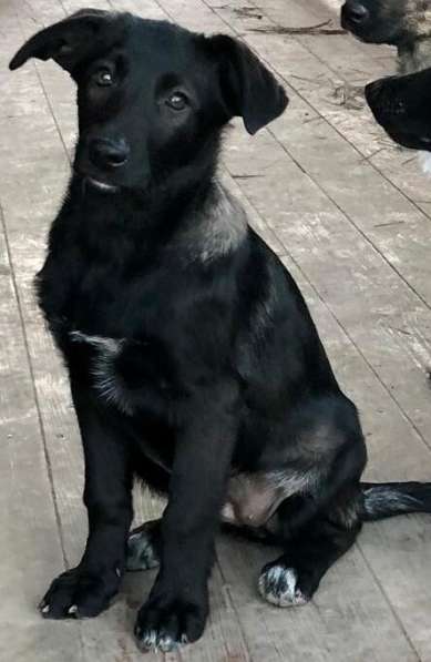 Линси - щенок метис лабрадора в дар в Москве фото 23
