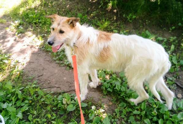 Обаятельная Скрепка ищет семью в Москве фото 20