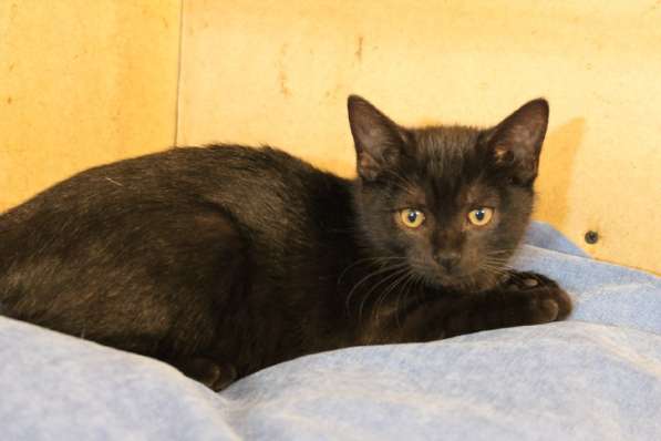 Грациозные угольно-черные котята в Санкт-Петербурге фото 18