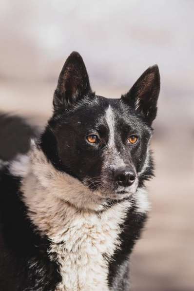 Мишка - умняшка – обаяшка в Москве