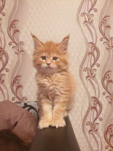 Котята Мейн Кун в Волгограде