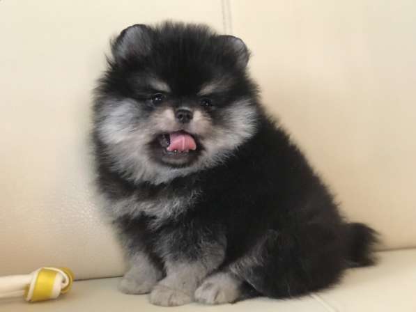 Pomeranian spitz. Black tan girl в 