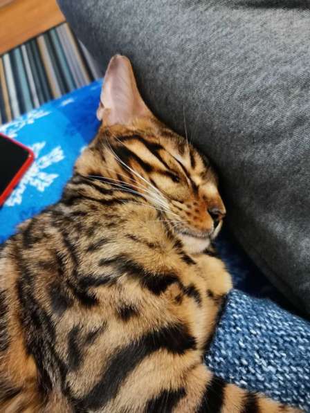 Бенгальские котята❤️ в Перми фото 24