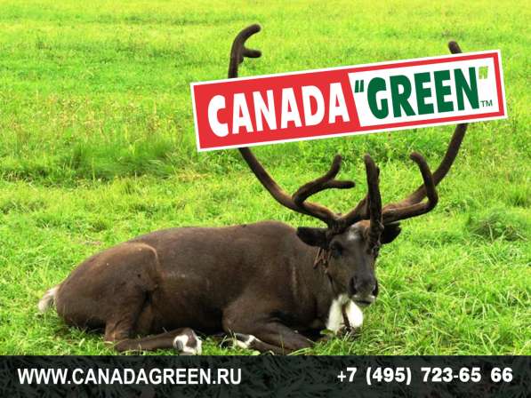 Газон КАНАДА ГРИН в Москве фото 4