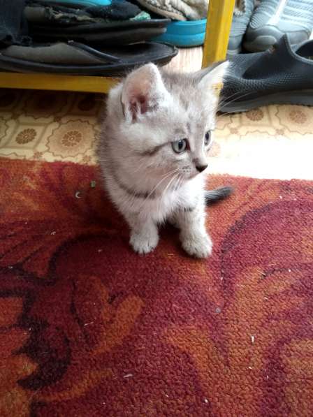 Шотландская вислоухая в Челябинске фото 7