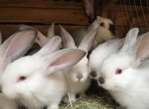 Продаются кролики, крольчата породистые в 