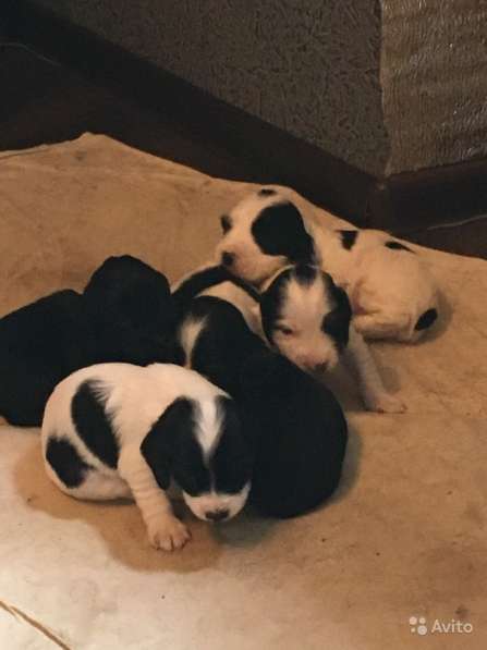 Щенки кокер спаниеля в Саратове фото 9