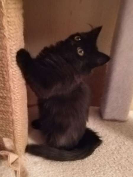 Котенок девочка в добрые руки в Москве фото 14