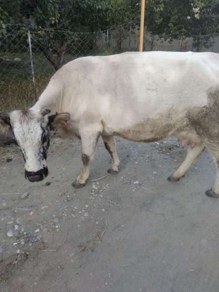 Продается дойная корова в Махачкале