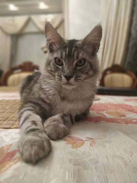 Котята мейн-кун из питомника в фото 7