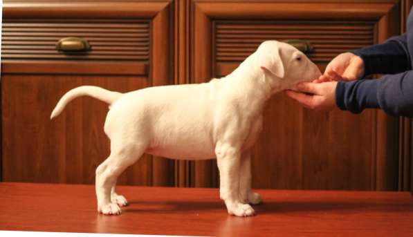 Щенки бультерьера. Bullterrier puppies