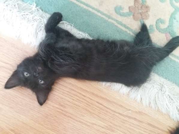 Котята в Перми фото 6