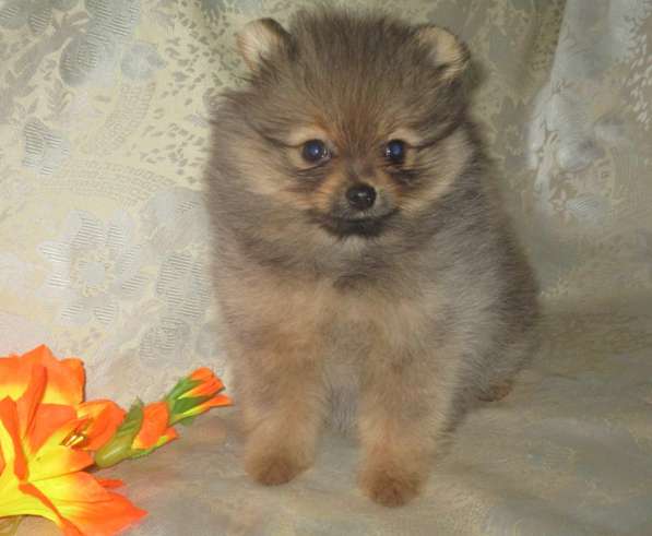 Малышка помераночка в Волгограде фото 6