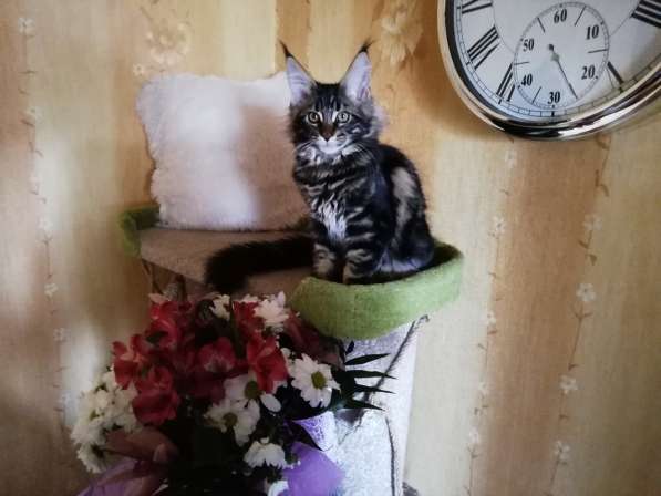 Очаровательный котенок мейн-кун в Калининграде фото 7