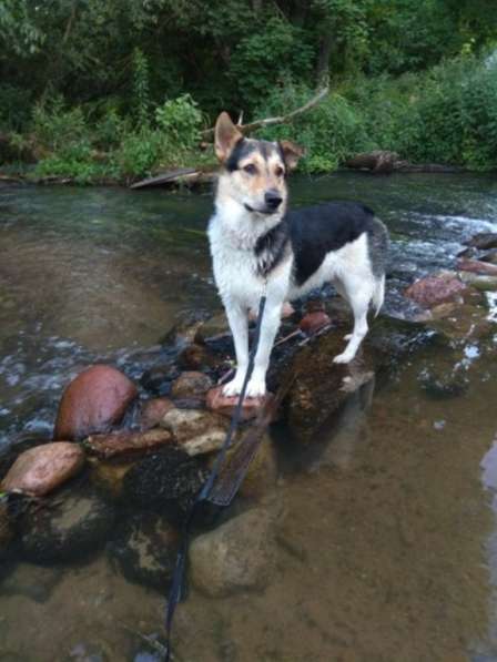 Собака, щенок в дар, в добрые руки в фото 14