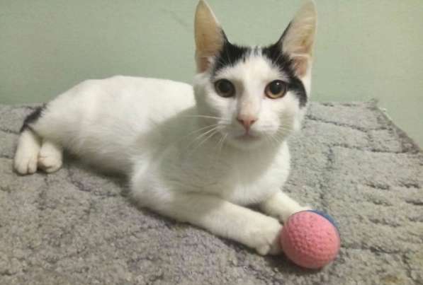 Котенок в добрые руки. Бедный Хвостик в Москве фото 9