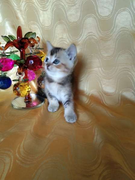 Золотые шотландцы в Москве фото 6