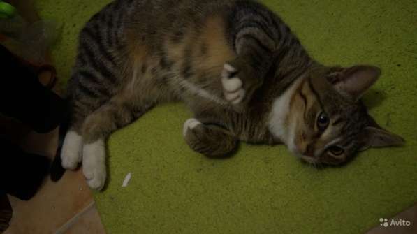 Котёнок Леон в Москве фото 9