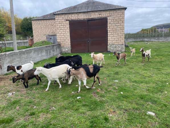 Продажа коз