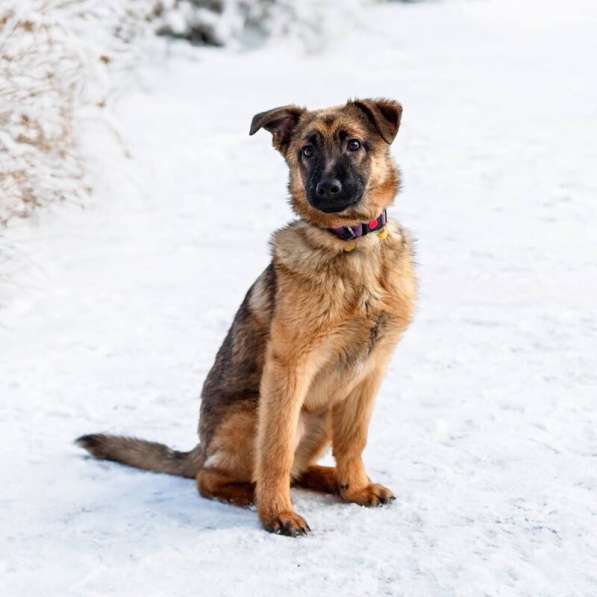 Умница Арья ищет дом! в Москве фото 4