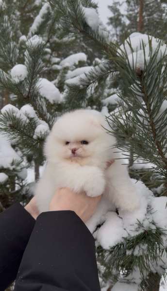 Померанский шпиц ДЕВОЧКА