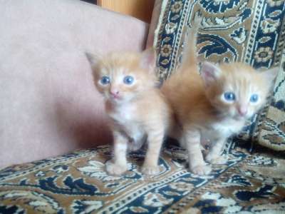 Отдам даром 5 очаровательных котят ищут новый дом в Ижевске