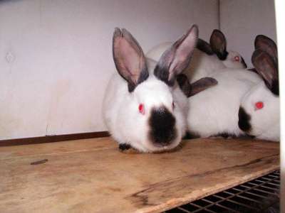 Кролики в Кирове фото 6