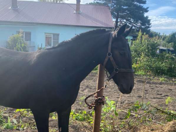 Продам лошадь в Хабаровске