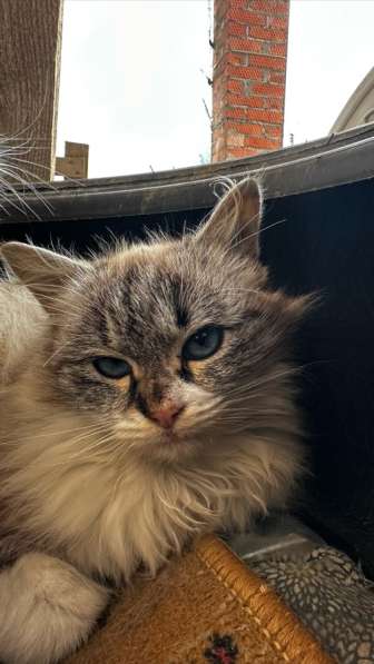 Кошечка в добрые руки в Краснодаре фото 3