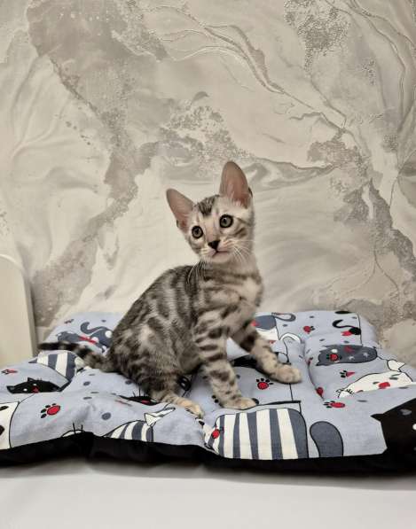 Бенгальские котята редкого окраса