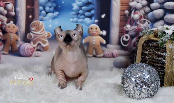 Котята Sphynx, Elf, DWELF в фото 10