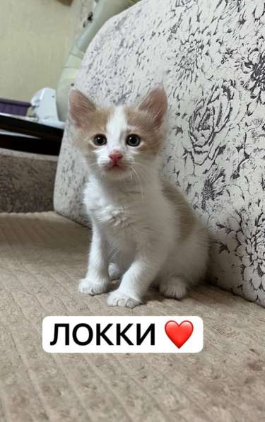 Отдаю котят в добрые и заботливые руки в Новочебоксарске фото 4